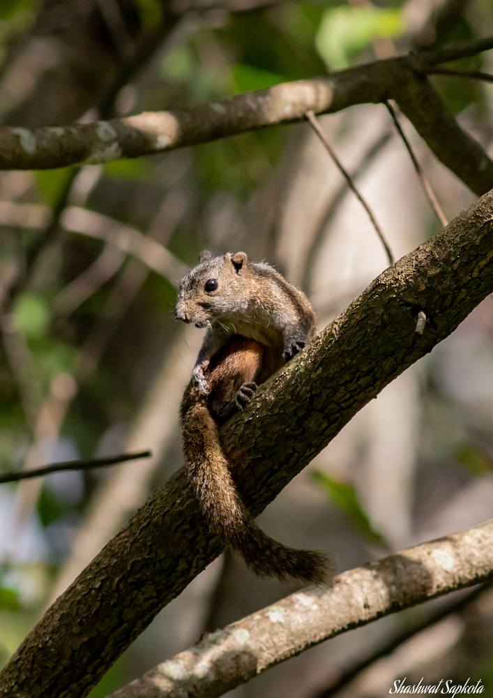 Orange-bellied Himalayan Squirrel