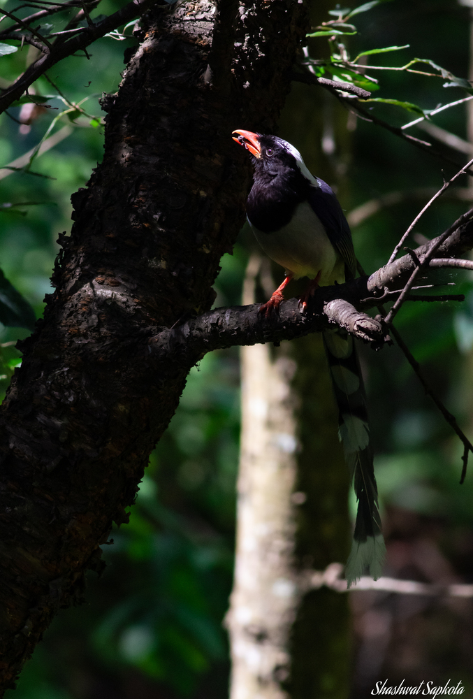 Red-billed Blue Magpie