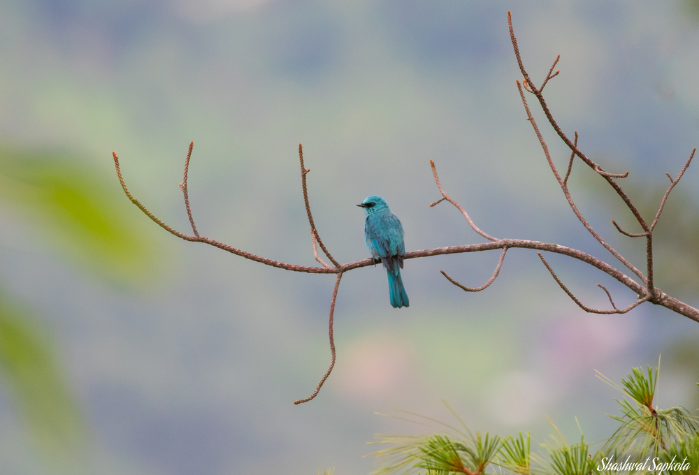 Verditer Flycatcher