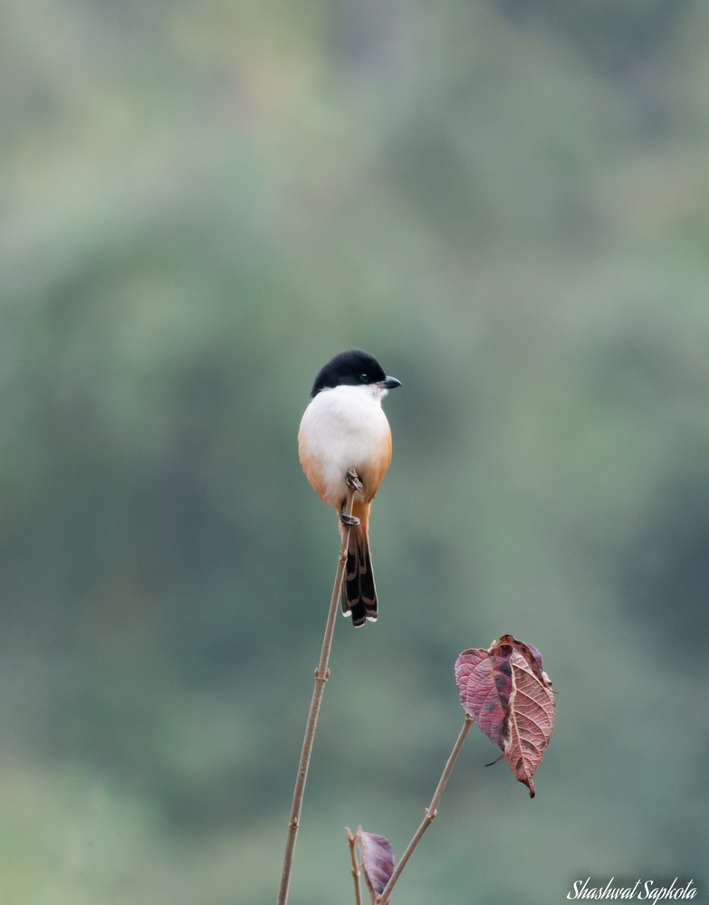 Long-tailed Shrike