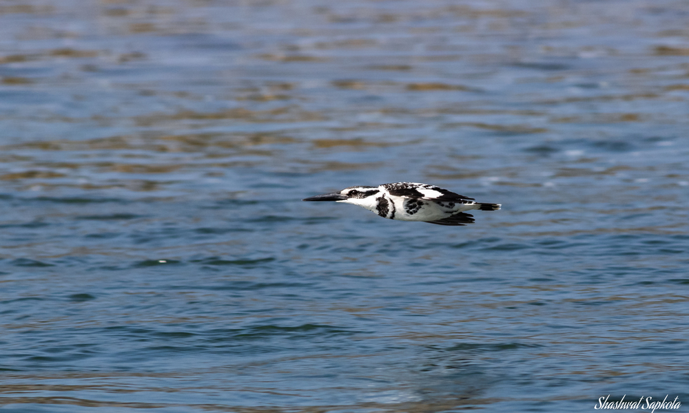 Pied Kingfisher, Skimming