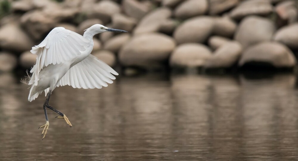 Little Egret