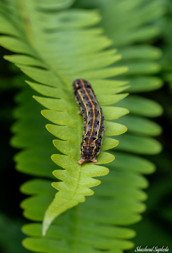Caterpillar on a Fern