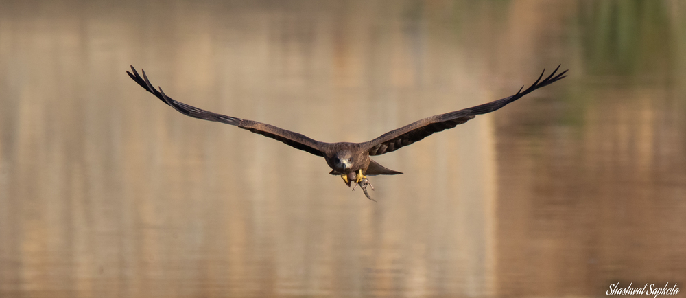 Black Kite