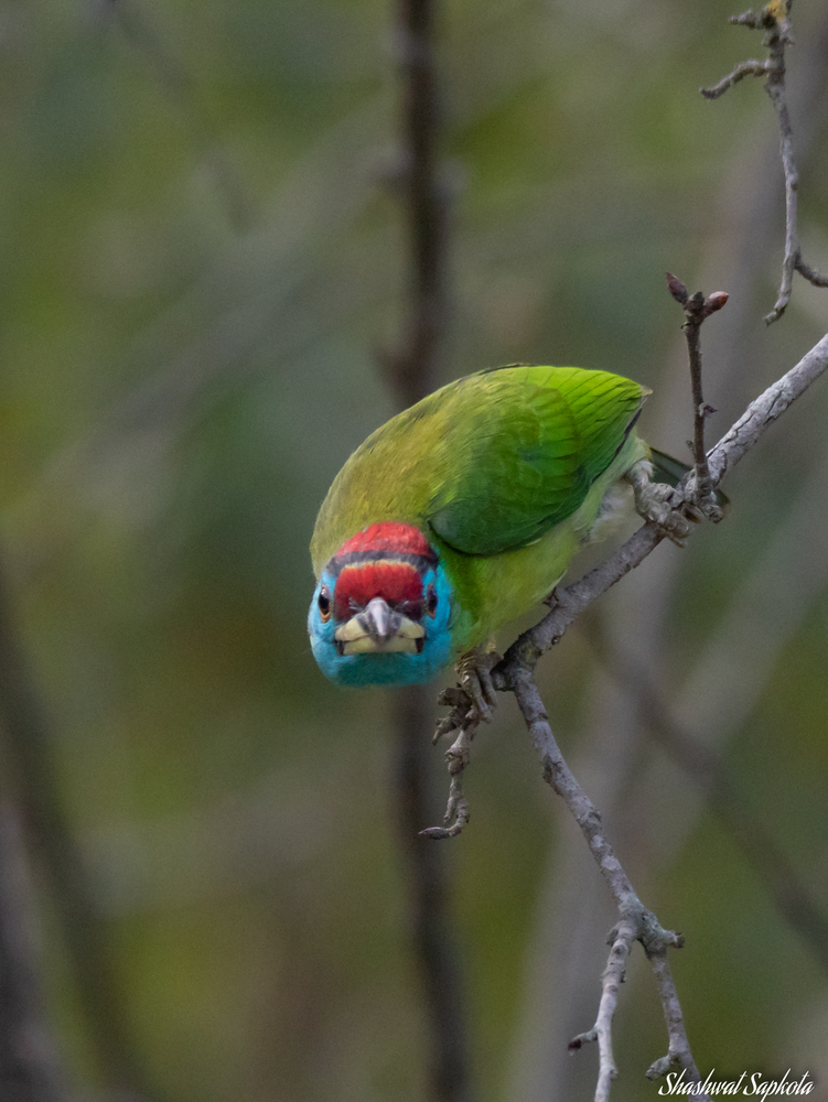 Blue-throated Barbet