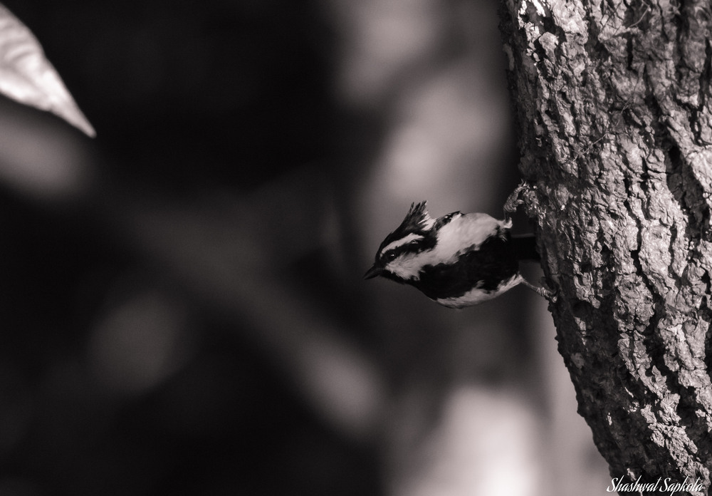 Grey-crested Tit