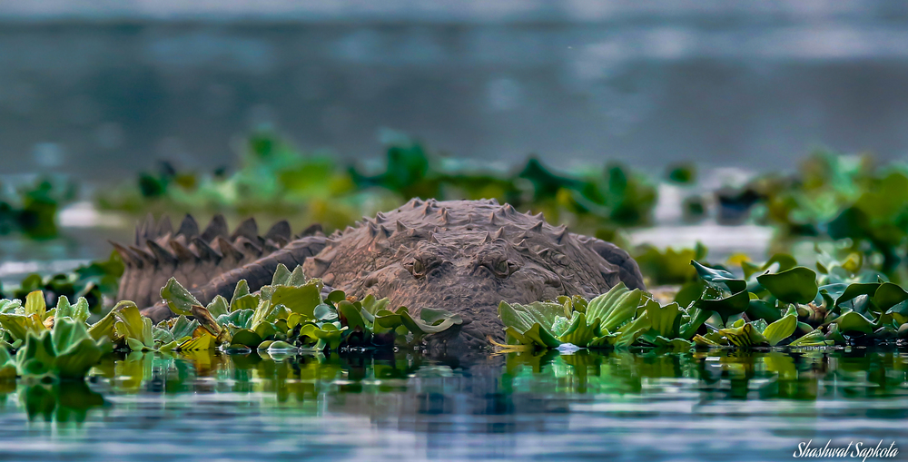 Mugger Crocodile