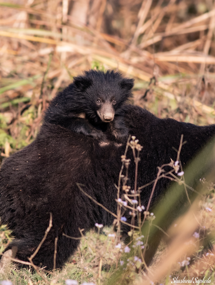 Sloth Bear Cub