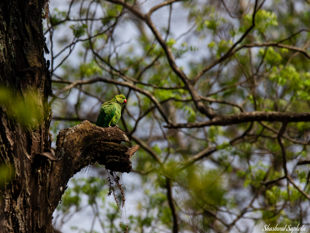 Slaty-headed Parakeet