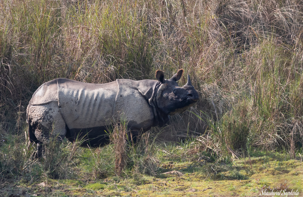 Greater One-horned Rhinoceros